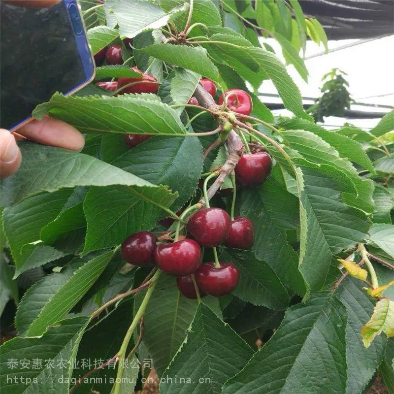内蒙古巴彦淖尔-黄蜜樱桃苗繁育基地、欢迎咨询