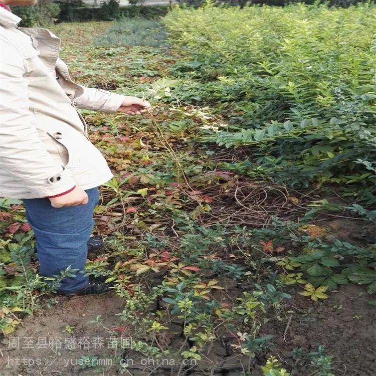 乌兰察布爬山虎1米苗 常绿爬藤多枝植物m1