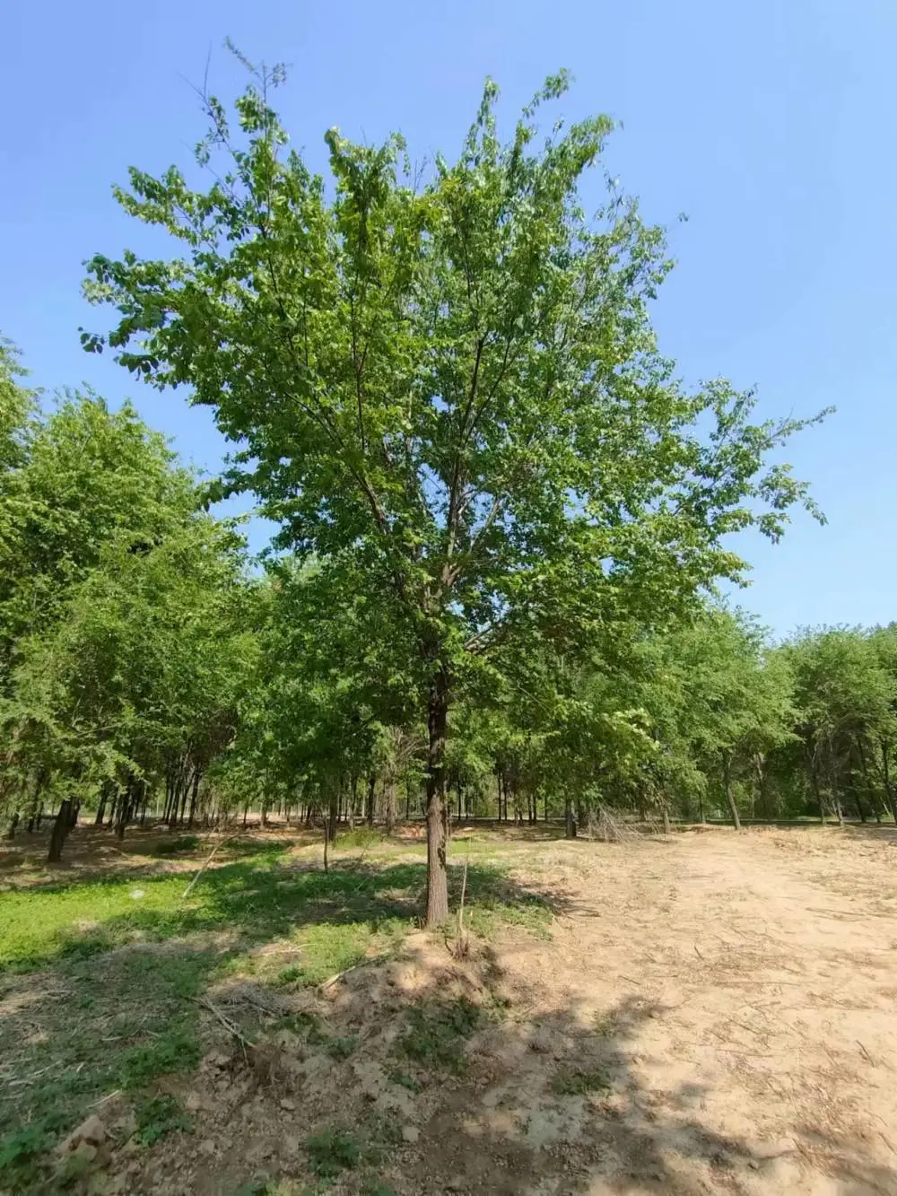 陕西汉中二乔苗木榆树苗基地批发上车价格,3公分榆树苗厂家批发,榆树小苗产地报价