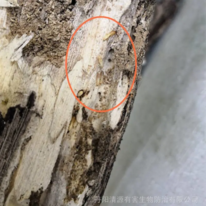 镇江丹阳白蚁中心剖析:门框发现白蚁怎么消灭?