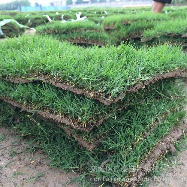 草坪草皮批发 马尼拉草坪基地 别墅庭院绿化工程 现起现卖