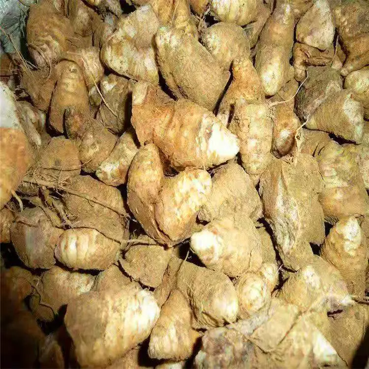 勇泰中药材 玄参种植技术亩产斤 产地供应玄参苗