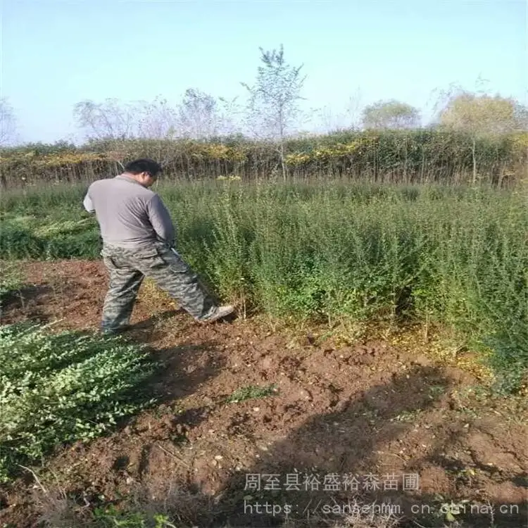 陕西安康树苗-爬藤月季大花北方绿化小苗-周至樱花道路景观树
