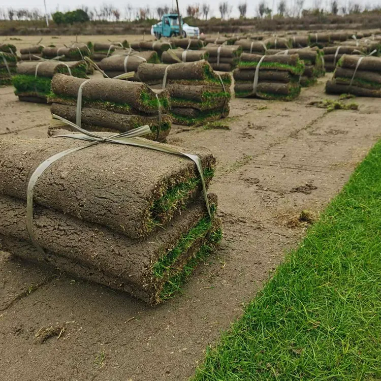 出售混播黑麦草 大型草坪基地 现挖草皮 护坡绿化 快速复绿
