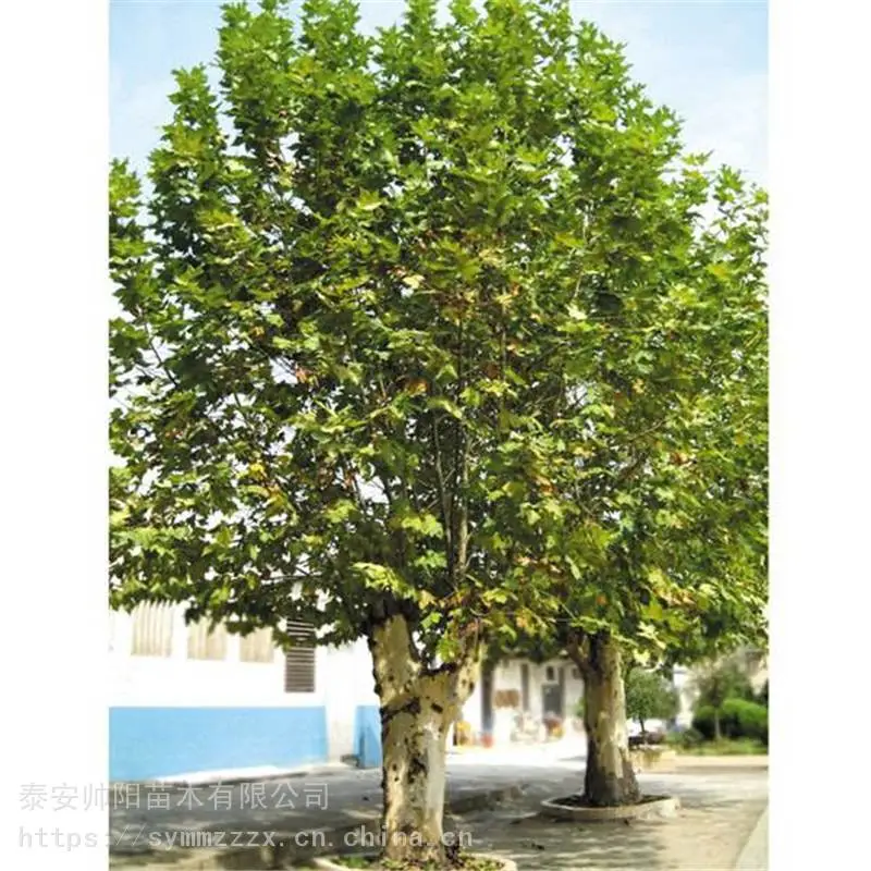9公分法桐 价格优惠 帅阳 A级法桐 种植批发