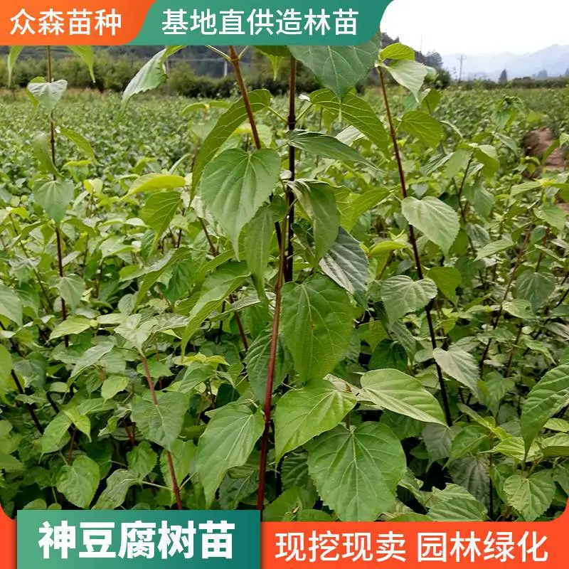 神豆腐树草科腐婢属灌木 单叶对生 椭圆形倒卵形叶片