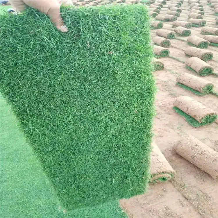 西安麦冬草-周至月季-麦冬草送货上门