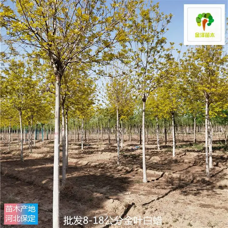 金泽苗圃场-基地种植-供应金叶白蜡-多种规格