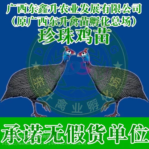 柯坪县-那里有小鸭苗批发市场-河南鸭苗-山东鹅苗