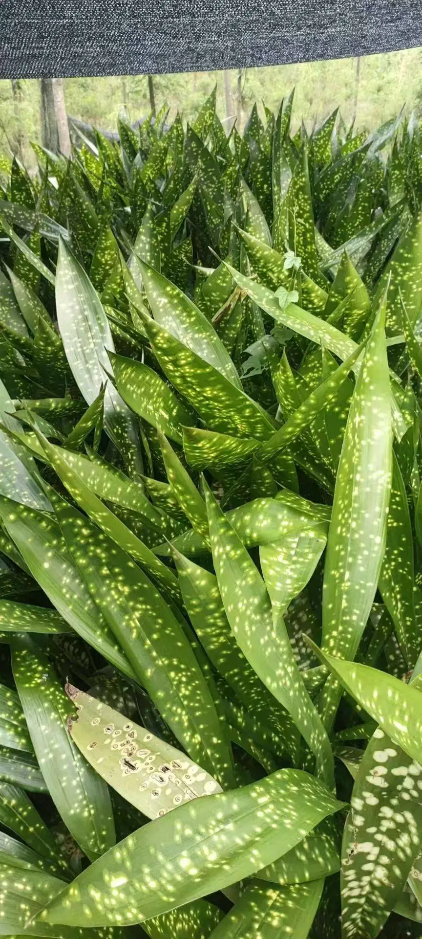 蜘蛛抱蛋重庆苗圃批发 四川苗木基地批发供应 商业步行街花箱花坛绿化
