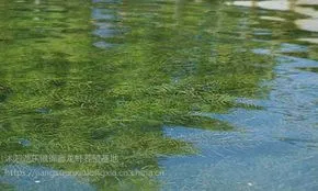 青虾 小龙虾 种虾