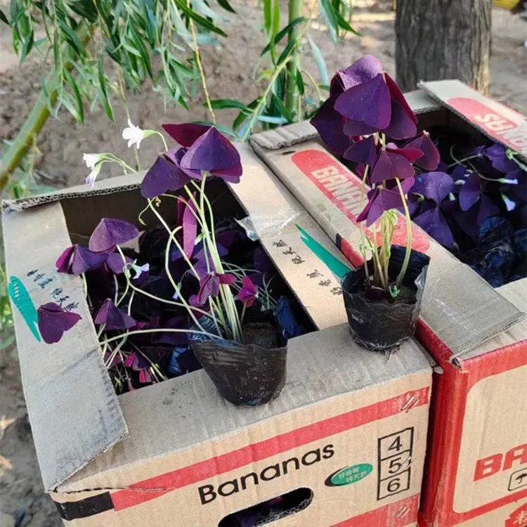 湖北酢浆草 公路两侧用草花 酢浆草批发
