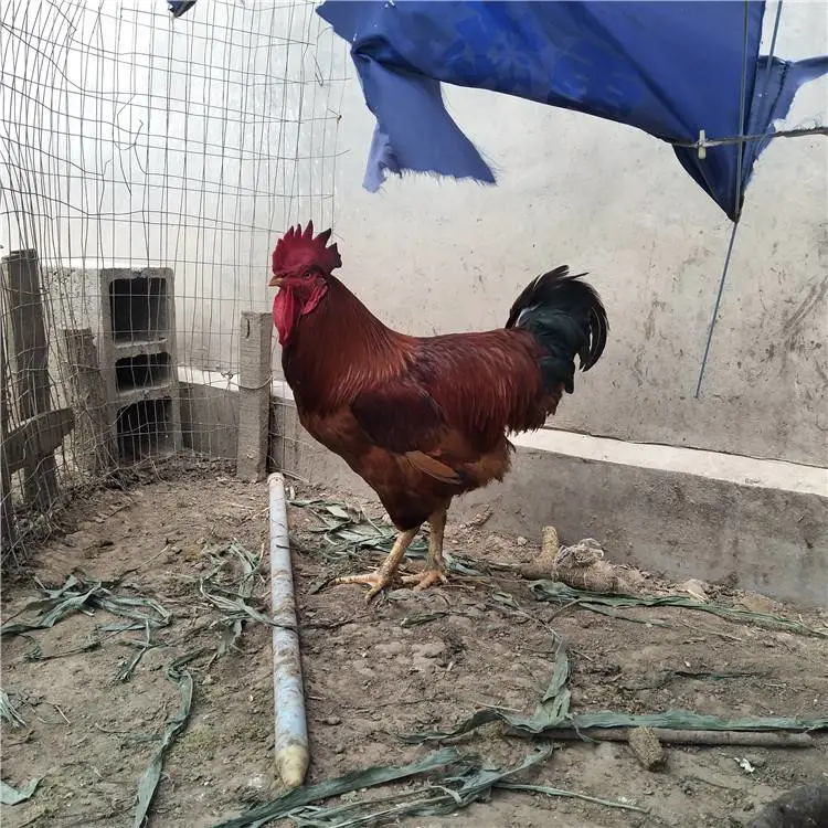 来凤附近鸡苗出售红公鸡苗新麻六鸡苗