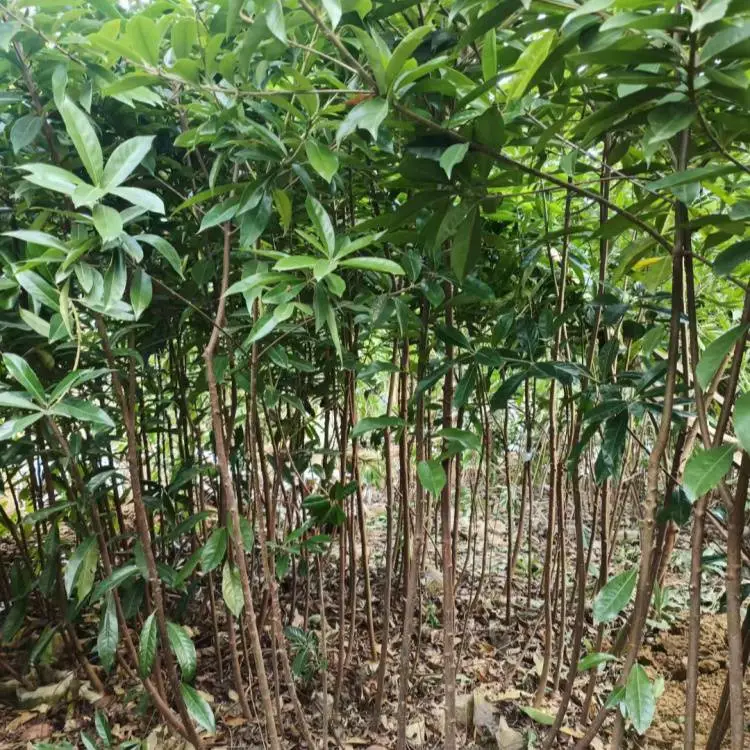 双8品种 荷木袋苗批发出售大小规格齐全景区园林造景行道风景树