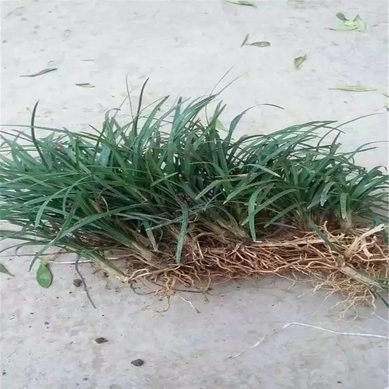 河南安阳杜鹃杯苗基地用心前行