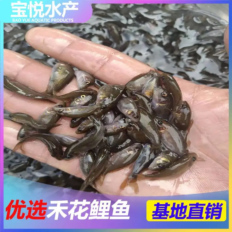甘肃武威稻田禾花鲤鱼苗苗场 禾花鲤鱼苗养殖技术