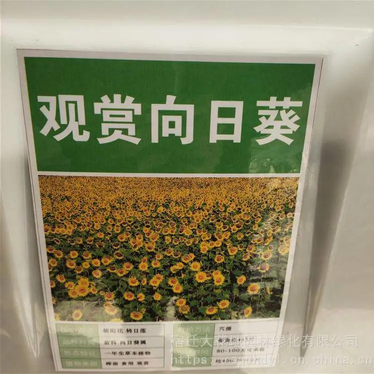 新采蔬菜种籽 观赏向日葵种子 发芽率好 提供种植技术 量小可快递