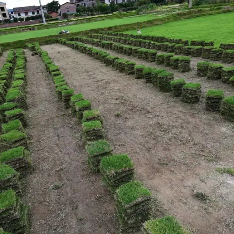草坪草皮批发 马尼拉草坪基地 别墅庭院绿化工程 现起现卖