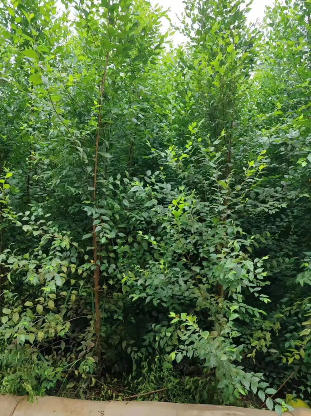 陕西西安二乔苗木榆树苗基地批发上车价格,5公分榆树苗厂家批发,榆树小苗产地报价