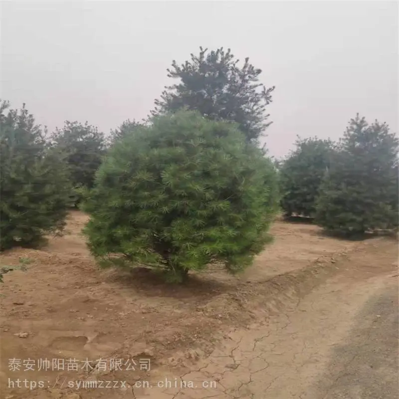 1米白皮松 树苗价格咨询 白皮松 种苗小苗栽培 帅阳 供应基地