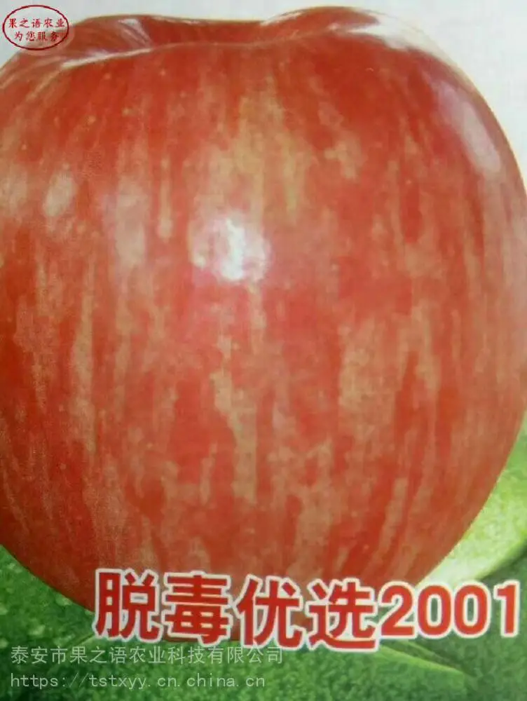 苹果苗批发、华玉苹果树供应商、2公分苹果树苗