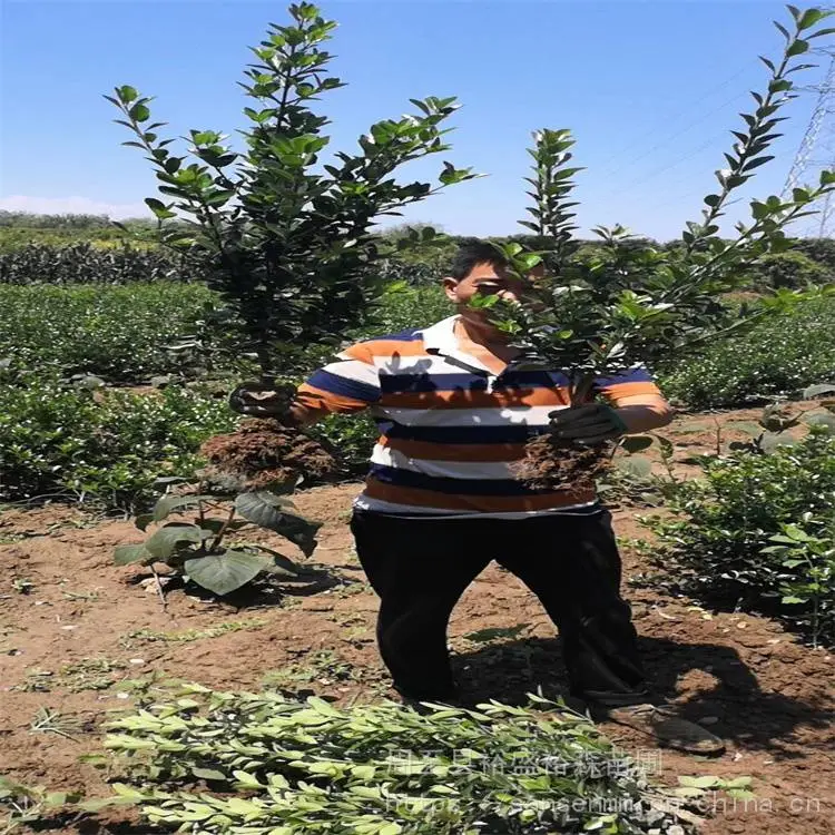 汉中绿篱冬青 篱笆墙遮挡树苗 冬青苗种植方法