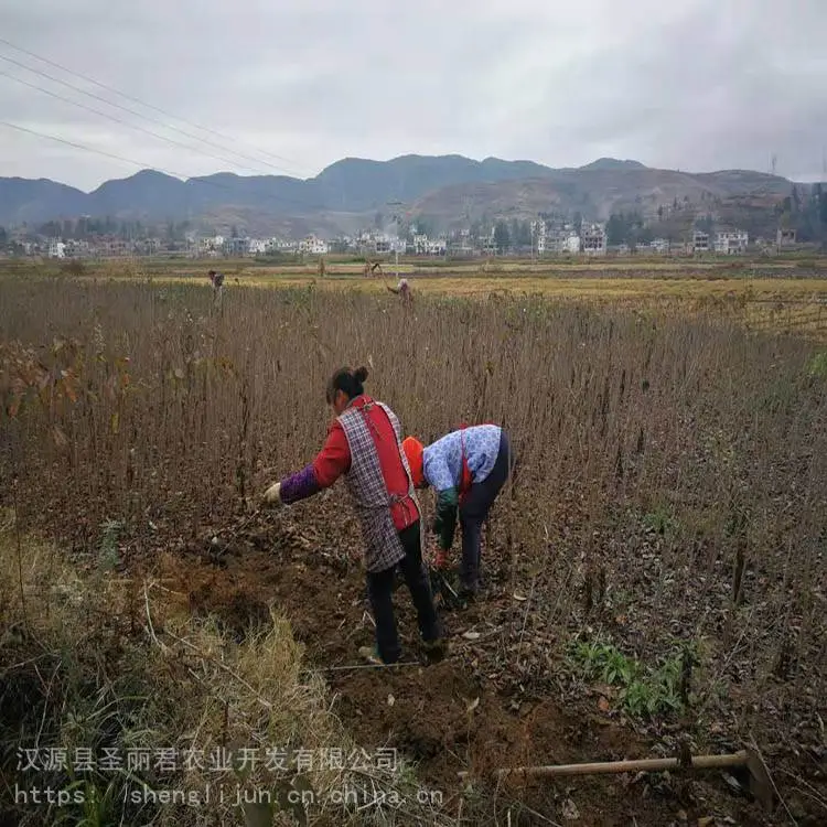 拉宾斯大樱桃樱桃果树拉宾斯大樱桃价格 圣丽君