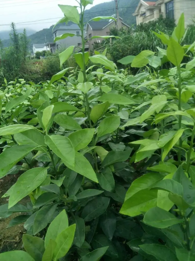 杭州西湖 日南 091无核沃柑 基地直发