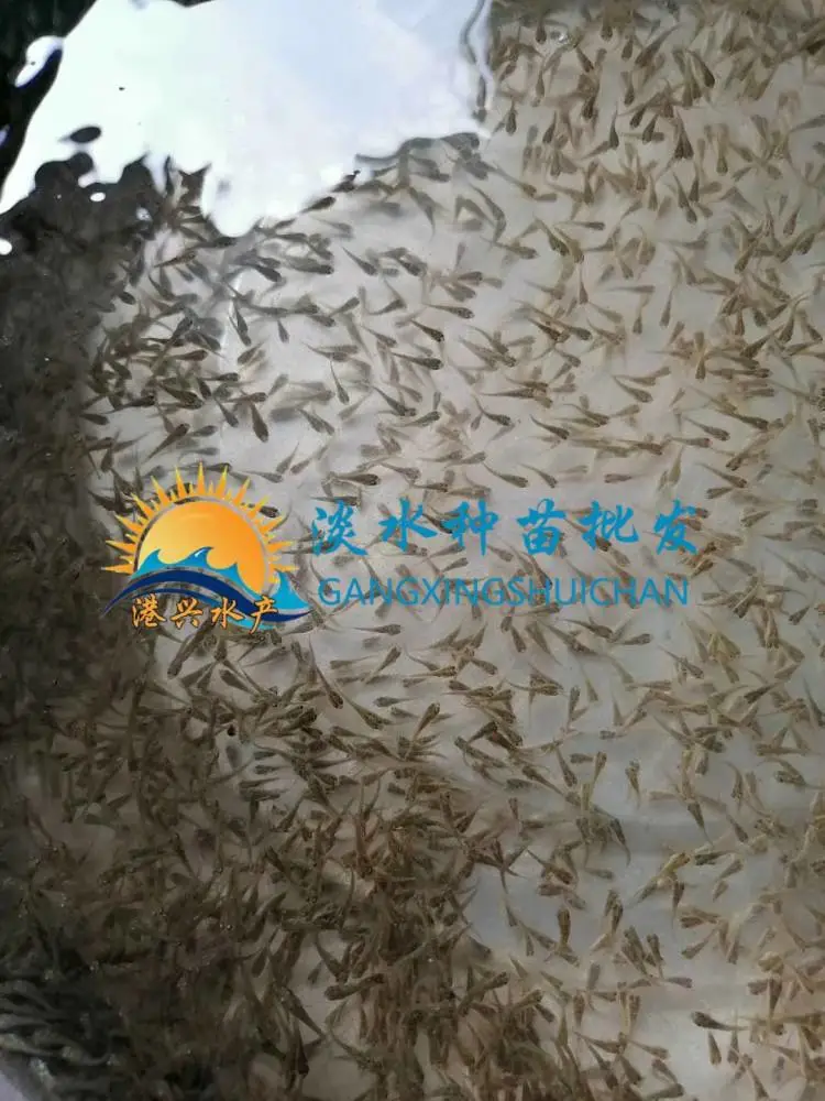 淡水加州鲈鱼苗_港兴吃饲料鲈鱼鲈鱼水花苗_农业养殖淡水鱼苗厂家批发