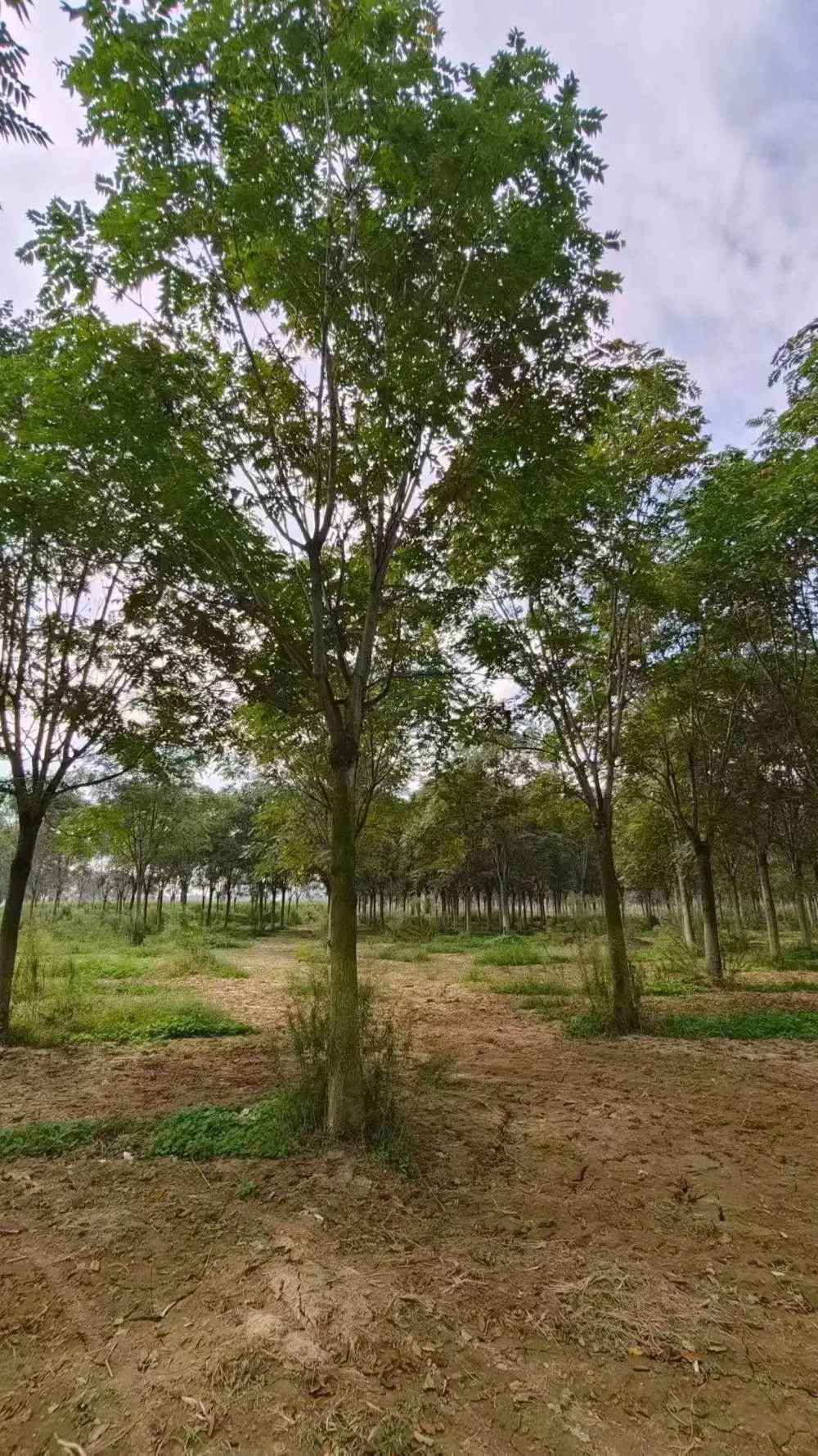 江苏扬州二乔红叶椿基地批发出售12公分红叶椿树厂家胸径8公分红叶椿产地