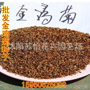 批发进口金鸡菊种子、金钱橘种子、大花金鸡菊种子、孔雀菊