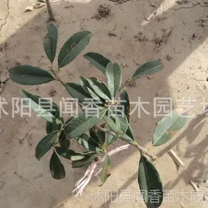 ��Ӧ��***����������۸� ��𻨼۸� ��������޽ӵĹ�С��