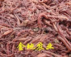 供应特种养殖蚯蚓 养殖蚯蚓 蚯蚓养殖 蚯蚓养殖技术
