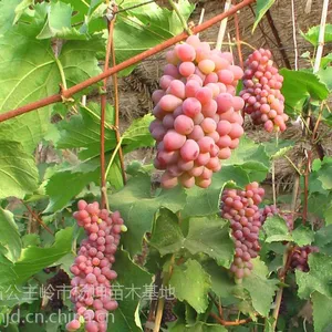 ��Ӧ���ֳ��ۿ��������硢������ƽ���ۼ޽�������