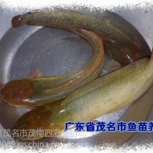 供应中山本地塘虱鱼苗,中山供应杂交大口鲶鱼苗,中山供应桂花鱼苗