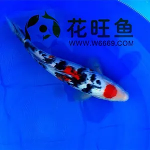 ���ݽ��������������ձ������Ѻ͵���50cm�ʺϽ��������