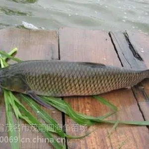 供应四大家鱼苗,草鱼鱼苗,大头鱼苗