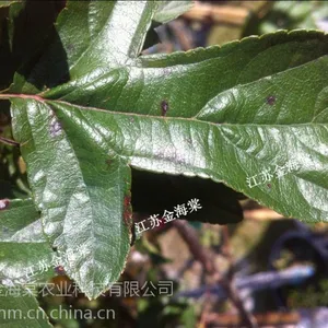 供应金色雨点海棠,一年生,北美海棠