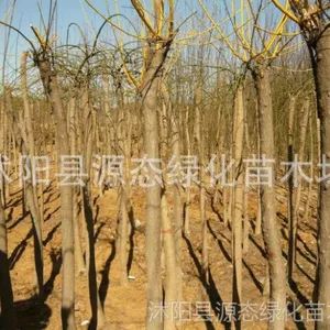 ��Ӧ������ֱ������Ҷ���� �ƽ� ��֦���� ��Ҷ���� �����ȫ