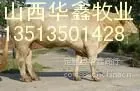 ��Ӧ��Ӧ�����ܿ���ţ��ֳ������ţ���۸�