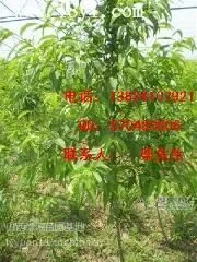 供应山西5-6公分柿子树 山西柿子树 6-8公分柿子树价格 占地柿子树