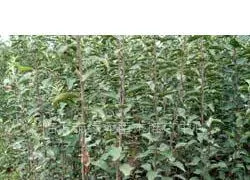 临沂市河东区汇鑫苗木种植专业合作社
