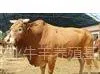 供应肉牛养殖 小尾寒羊 鲁西黄牛养殖方法