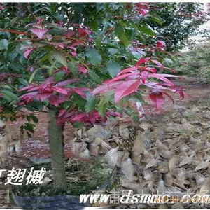 供应红翅槭(红花槭,槭树)