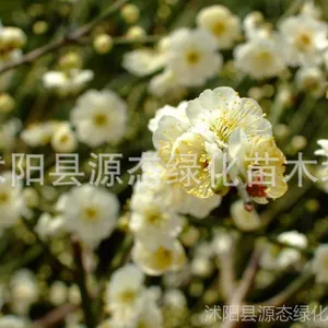��Ӧ��÷ ��÷�� ����÷ ������÷�� ��÷�� ��÷ �ȸ��� ÷��