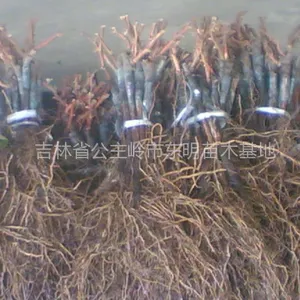 供应供应辽宁沈阳出售葡萄苗,鞍山吉林葡萄苗,黑龙江本溪卖占地苗
