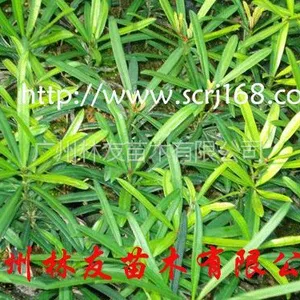 供应大量供应优质罗汉松苗