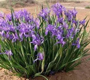 供应马兰花 马蔺苗 马兰花苗 绿化工程