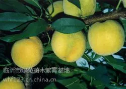 供应黄金蜜黄金冠等黄桃苗