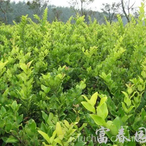 ��Ӧ�̻�����ͥԺֲ�� ��ɭŮ������ �ͼ����� Ů��С�� ɫ���̻� ������ѯ